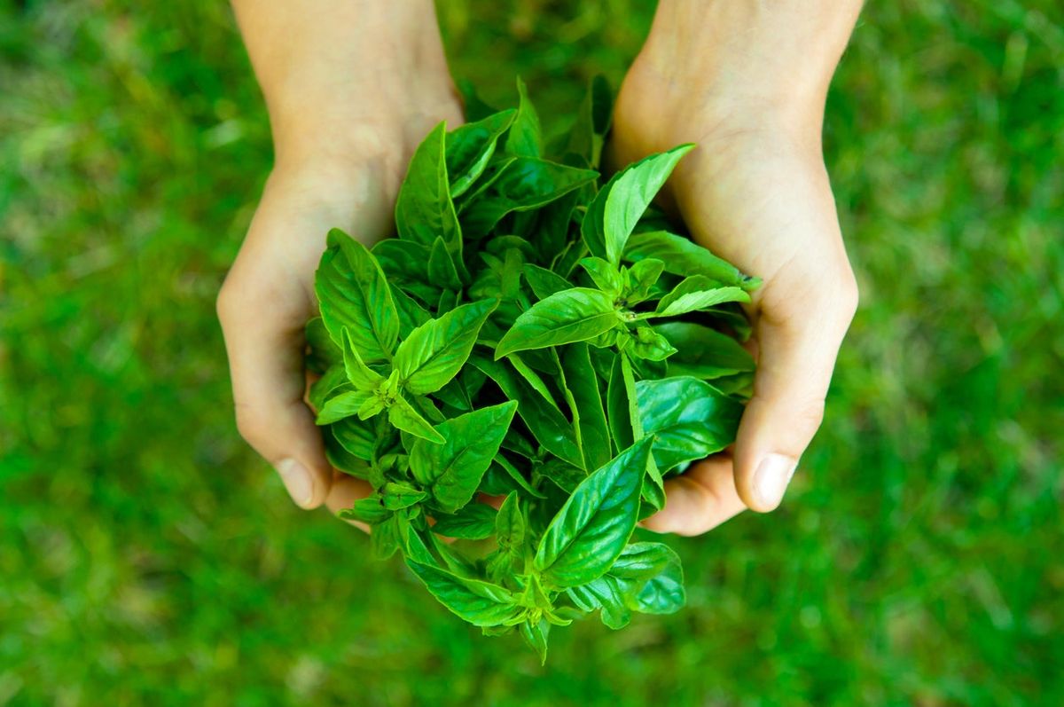 When To Pick Basil Learn About Harvesting Basil Leaves