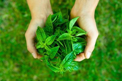 When To Pick Basil Learn About Harvesting Basil Leaves