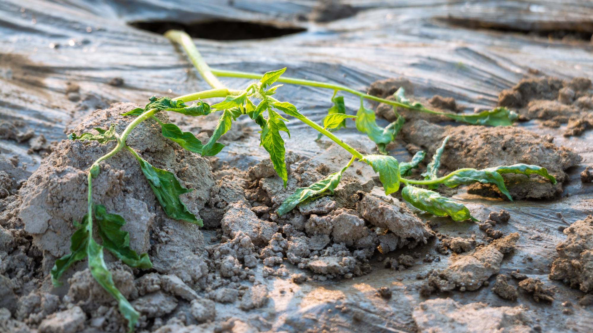 A wilted tomato seedling