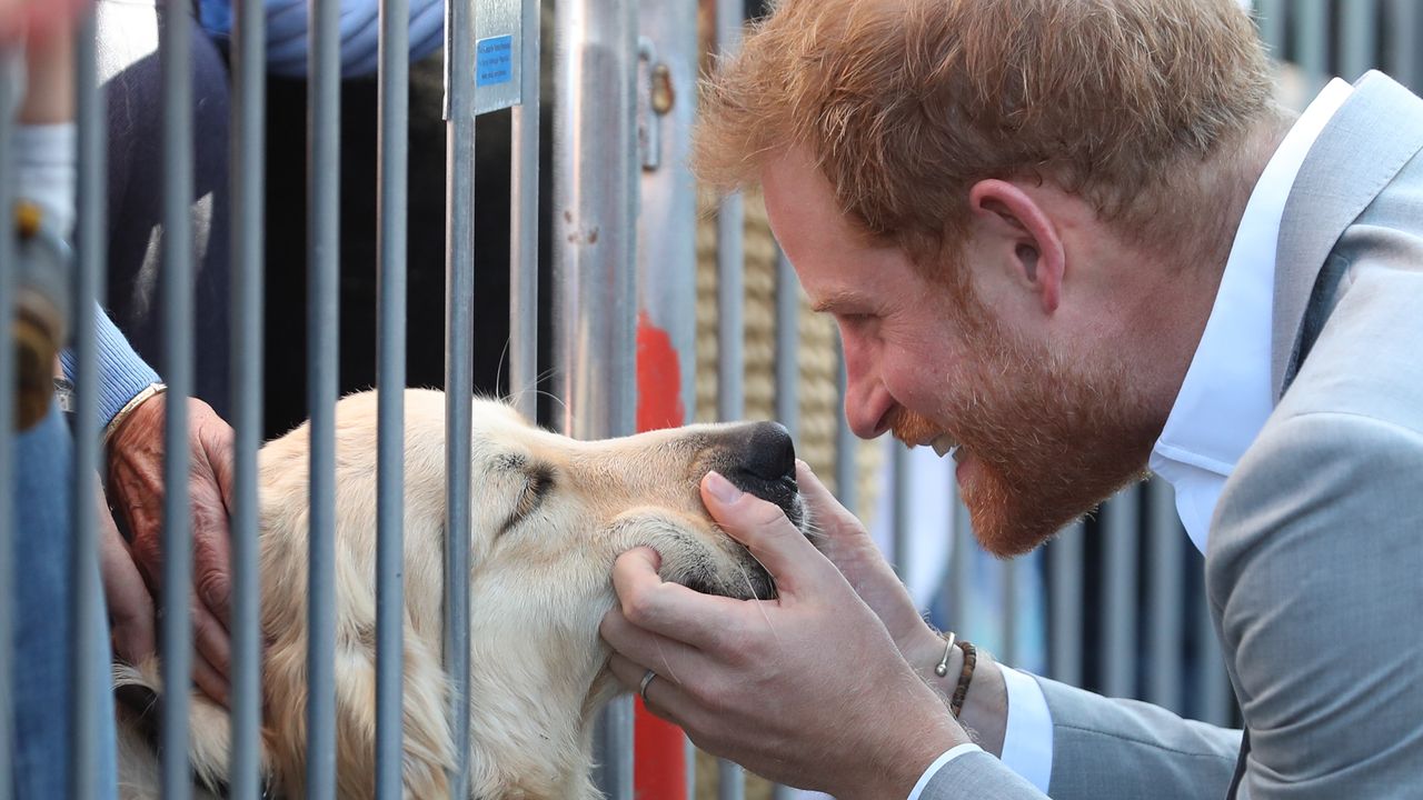 Prince Harry emotional support dogs