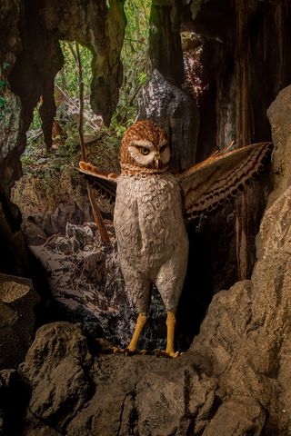 Cuba's extinct giant owl, Ornimegalonyx, was the largest owl that ever lived.