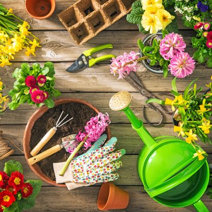 Still life of gardening tools, plants and accessories