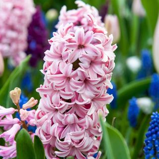 Pink hyacinth