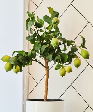 A small potted lime tree indoors