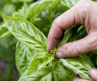 A hand pinches the top of a basil plant