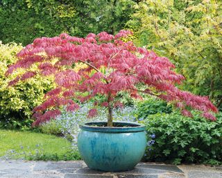 Potted Japanese maple tree