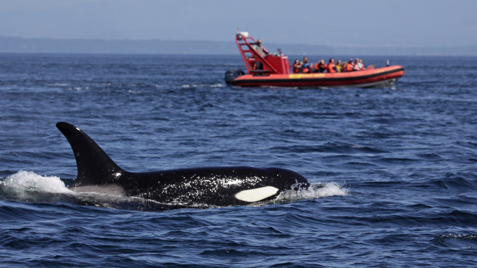 An orca swimming next to a diminutive orange boat