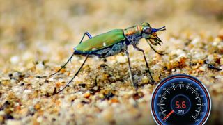 Speedy & Swift: The Fastest Animals in the World | Live Science