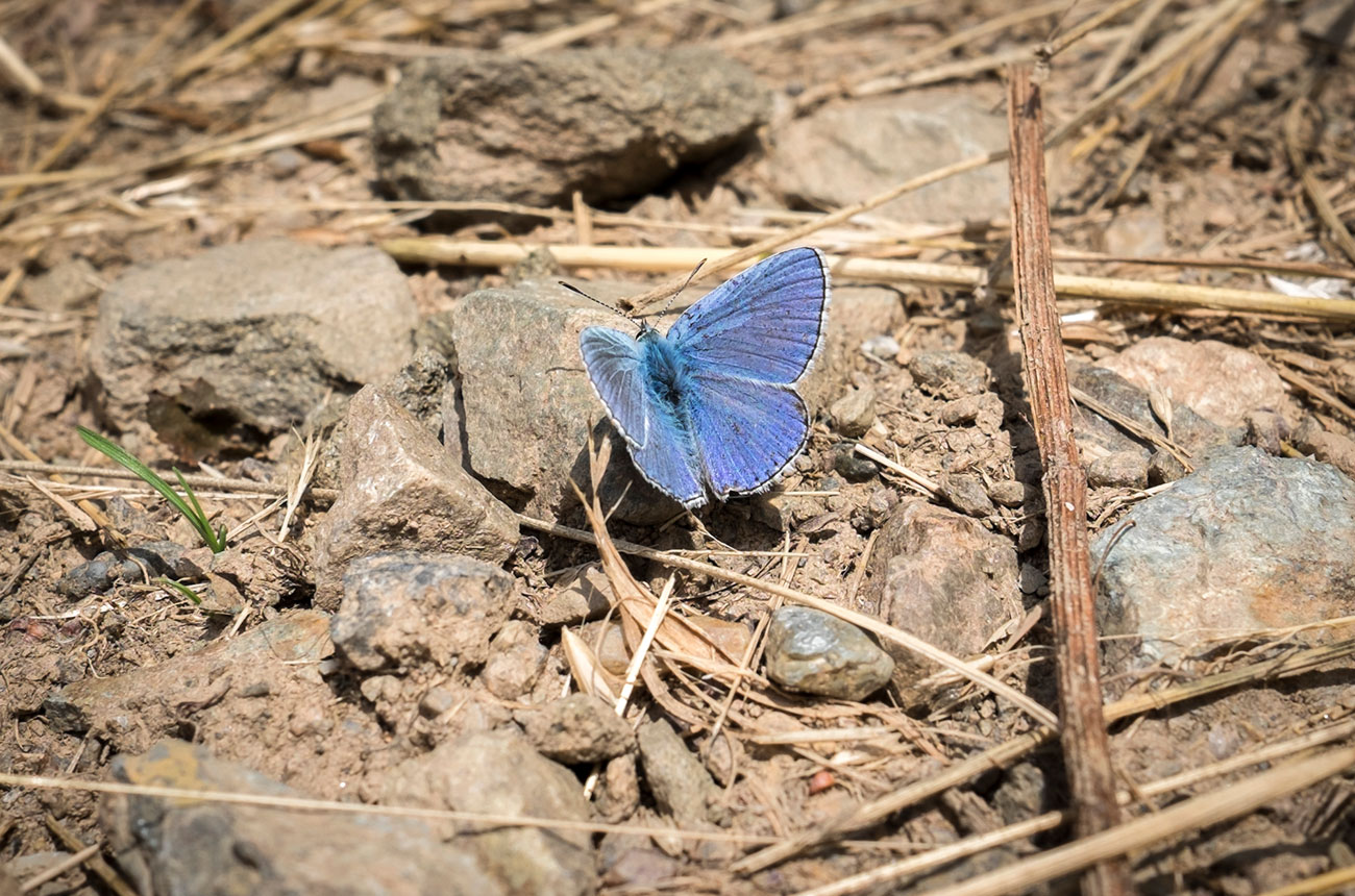 Belargus Les Treilles