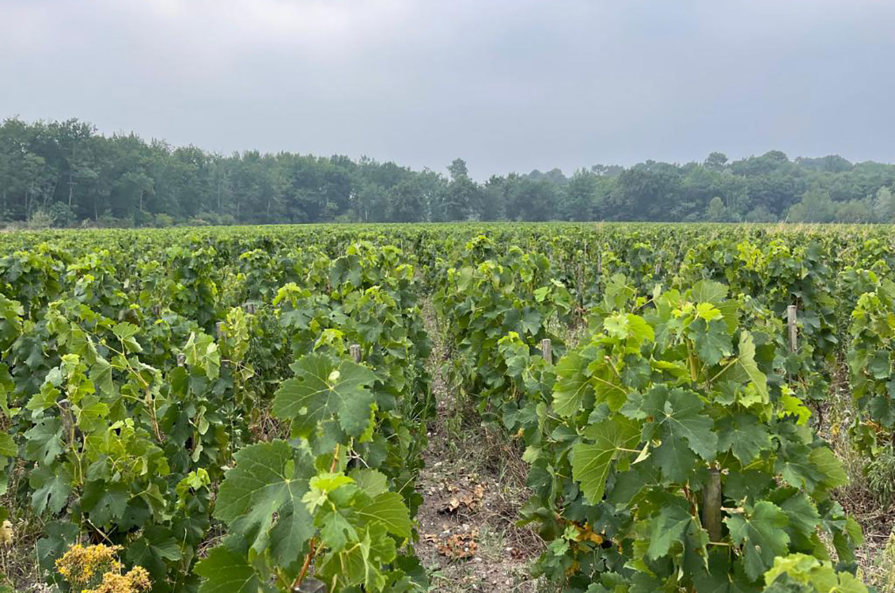 Fire smoke behind Liber Pater vineyard in Bordeaux