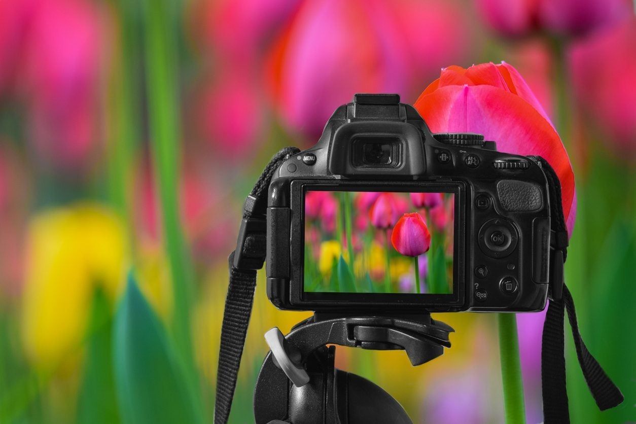 Camara Taking A Picture Of Colorful Flowers