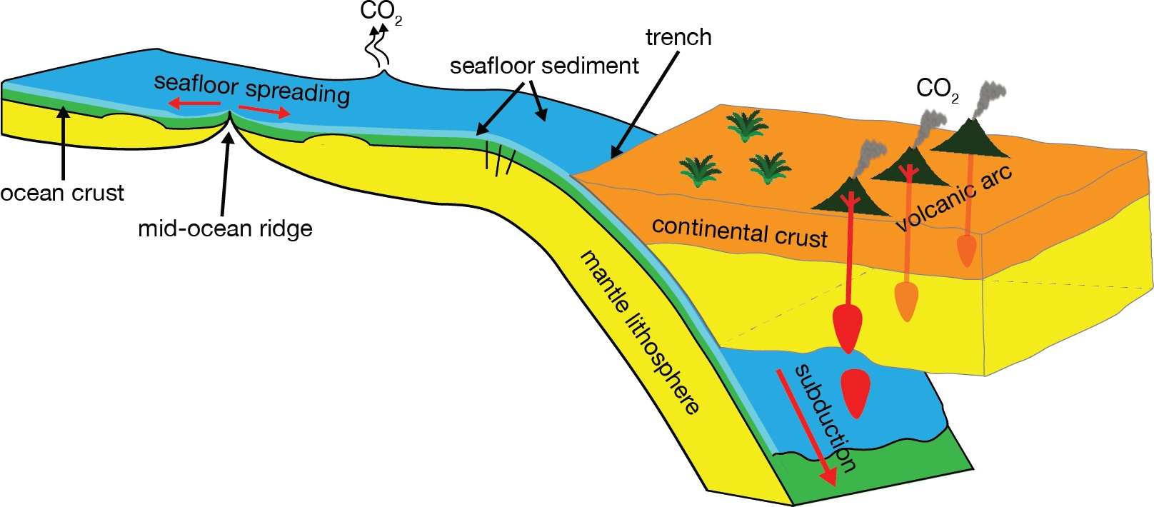 The Earth's tectonic carbon conveyor belt shifts massive amounts of carbon between the deep Earth and the surface, from mid-ocean ridges to subduction zones, where oceanic plates carrying deep-sea sediments are recycled back into the Earth's interior. The processes involved play a pivotal role in Earth's climate and habitability.