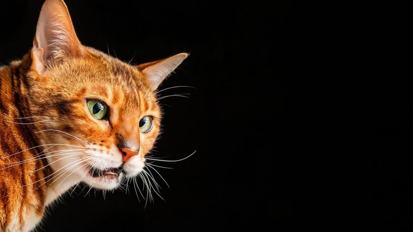 a cat making a strange face with its mouth slightly open