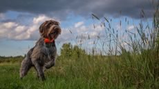 A hunting dog pointing a pheasant.