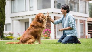 Man giving dog high five on lawn during training session