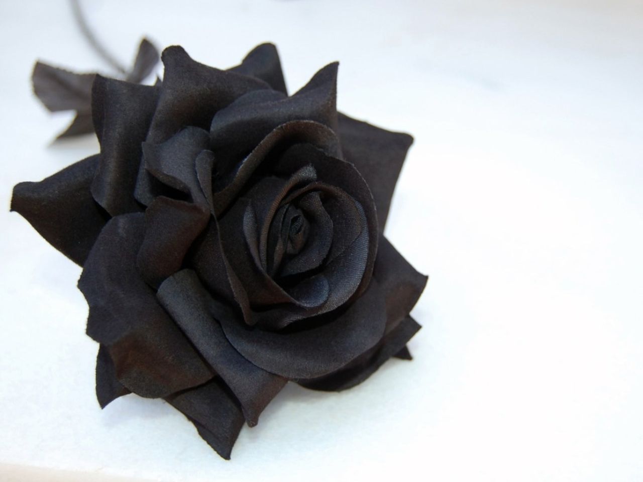 A Single Black Rose