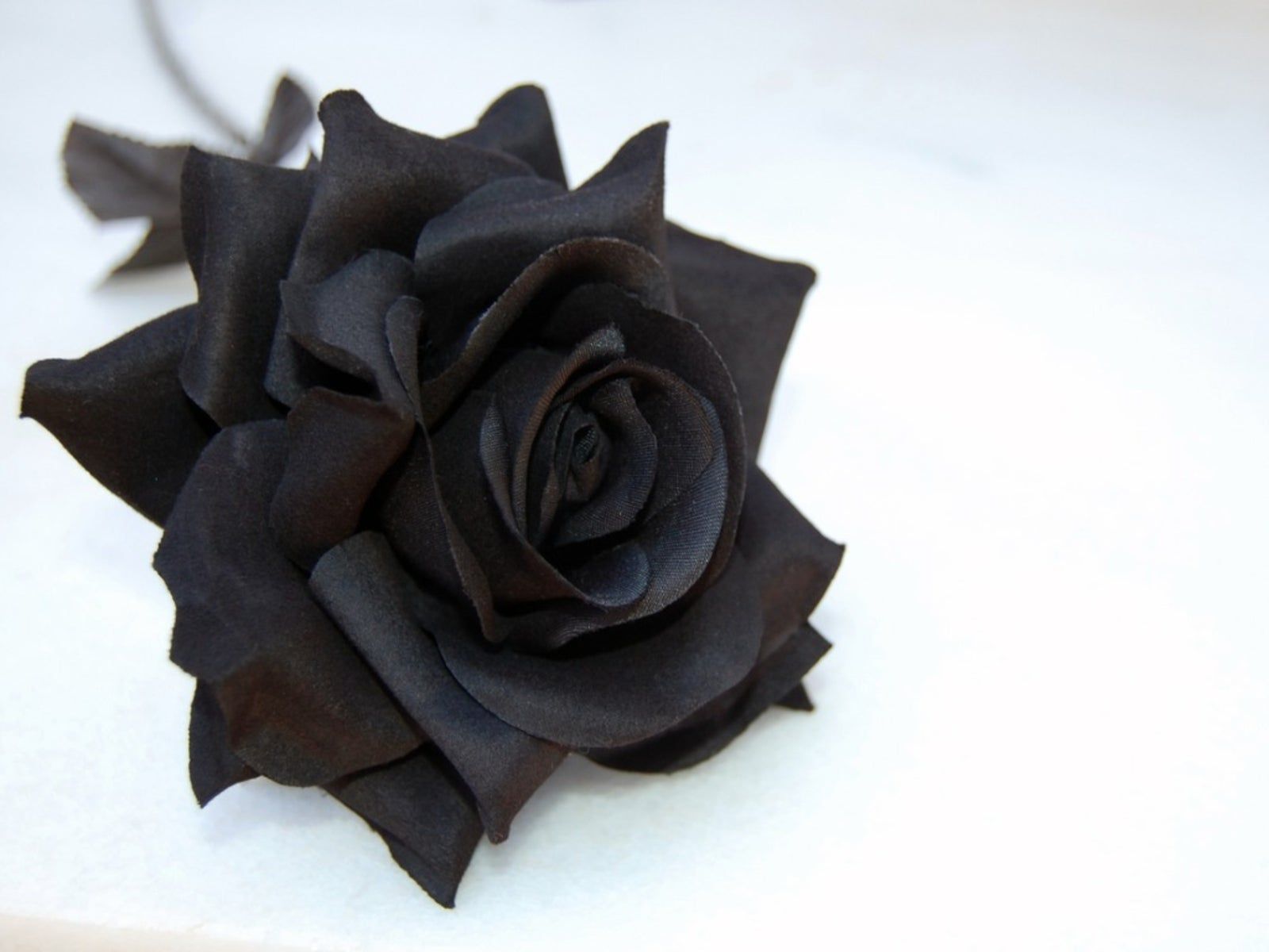 Blue & Black Roses: Do Black Roses Exist? Do Blue Roses Exist