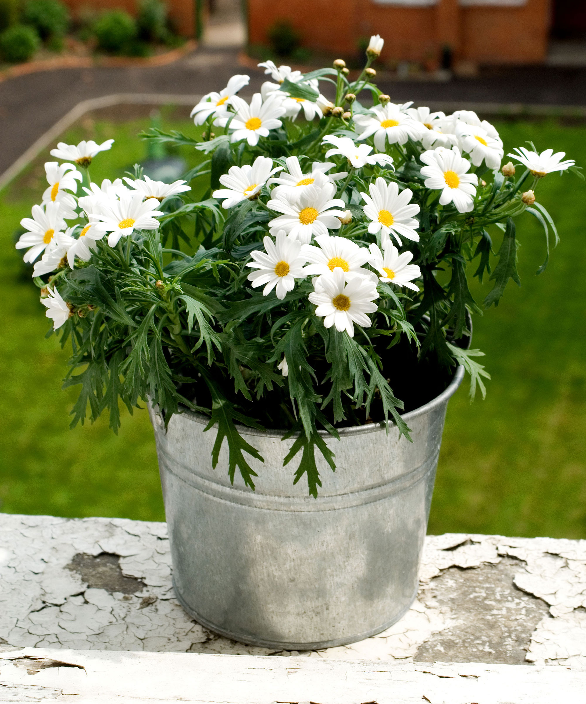 daisies in galvanized bucket container