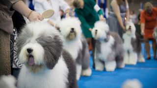 Sheepdogs lined up at dog show