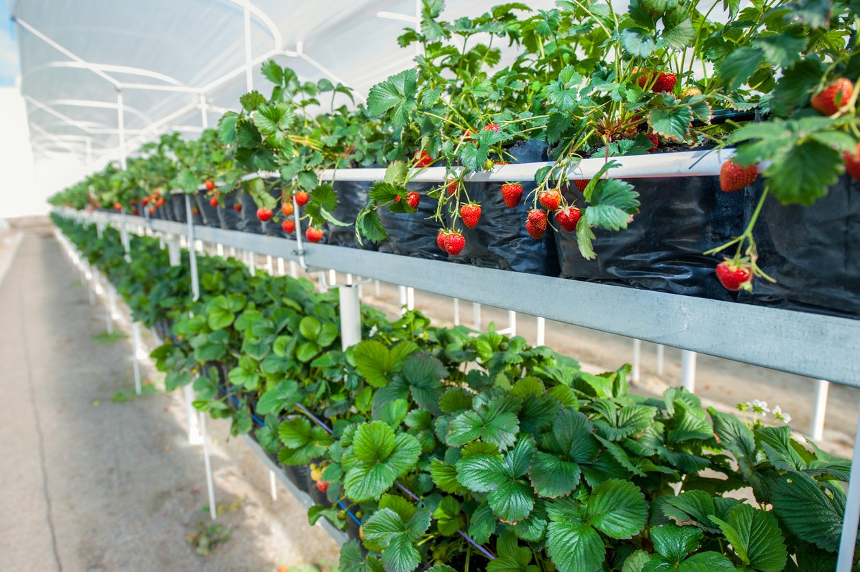 Strawberry Greenhouse Production Can You Grow Strawberries In A