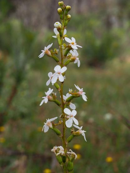 White Flowered Australian Trigger Plant
