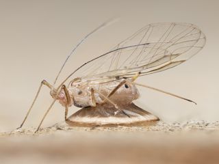 This sycamore aphid has been attacked by a parasitoid braconid wasp. Having emerged from the aphid, the wasp larva has constructed a disc-like cocoon beneath the 'mummified' body of the aphid