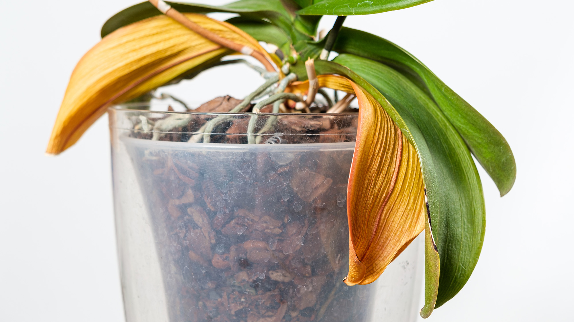 Yellowing and wilting leaves on orchid