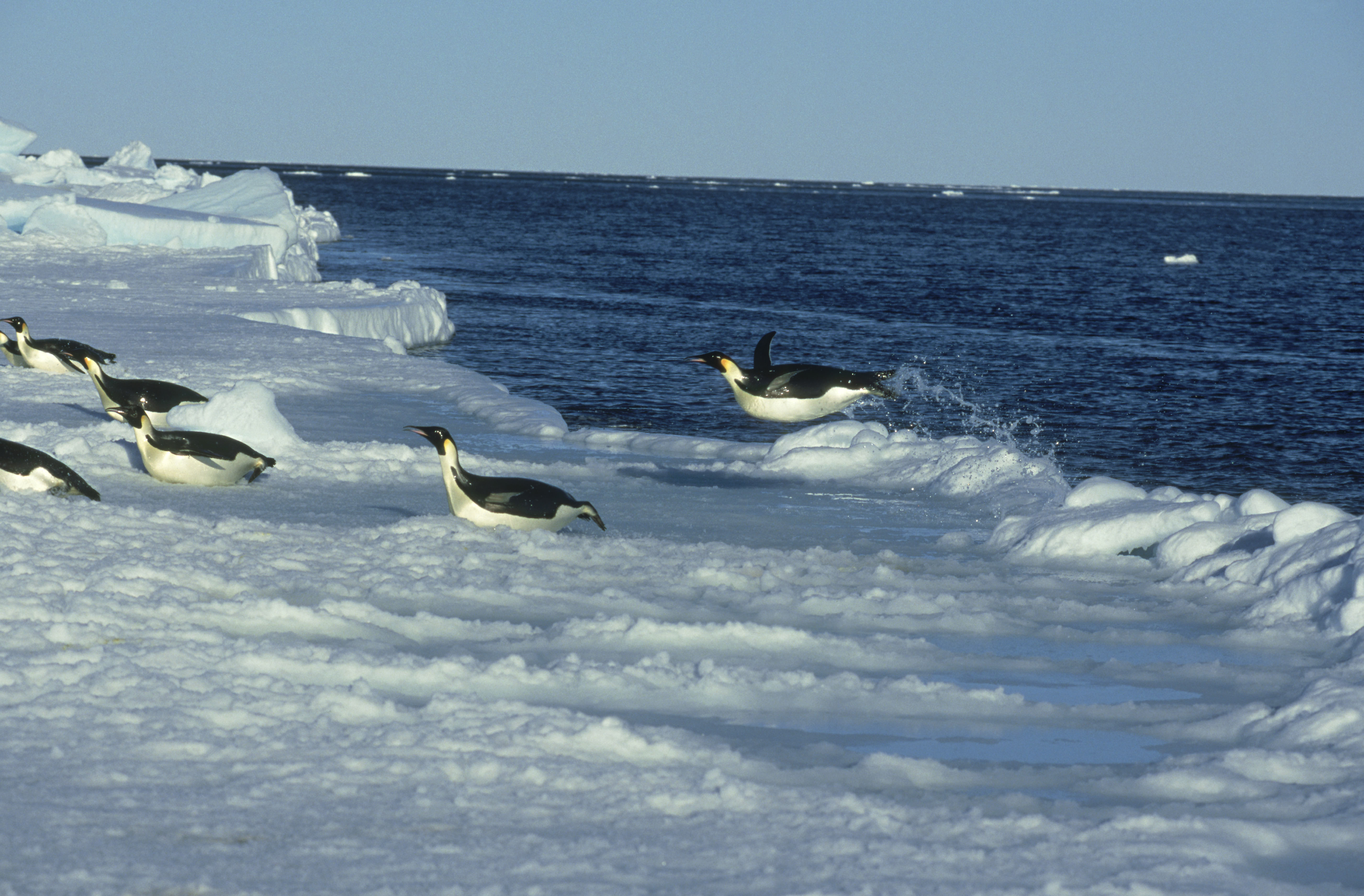 A penguin leaps out of the water
