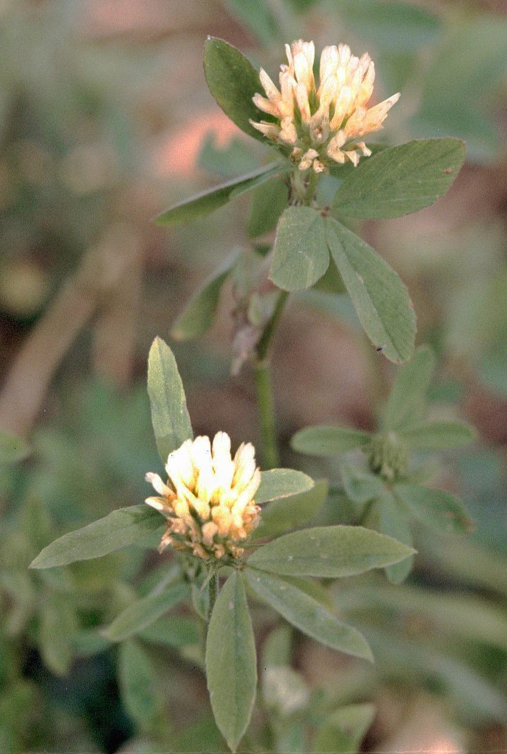 Berseem Clover Plant