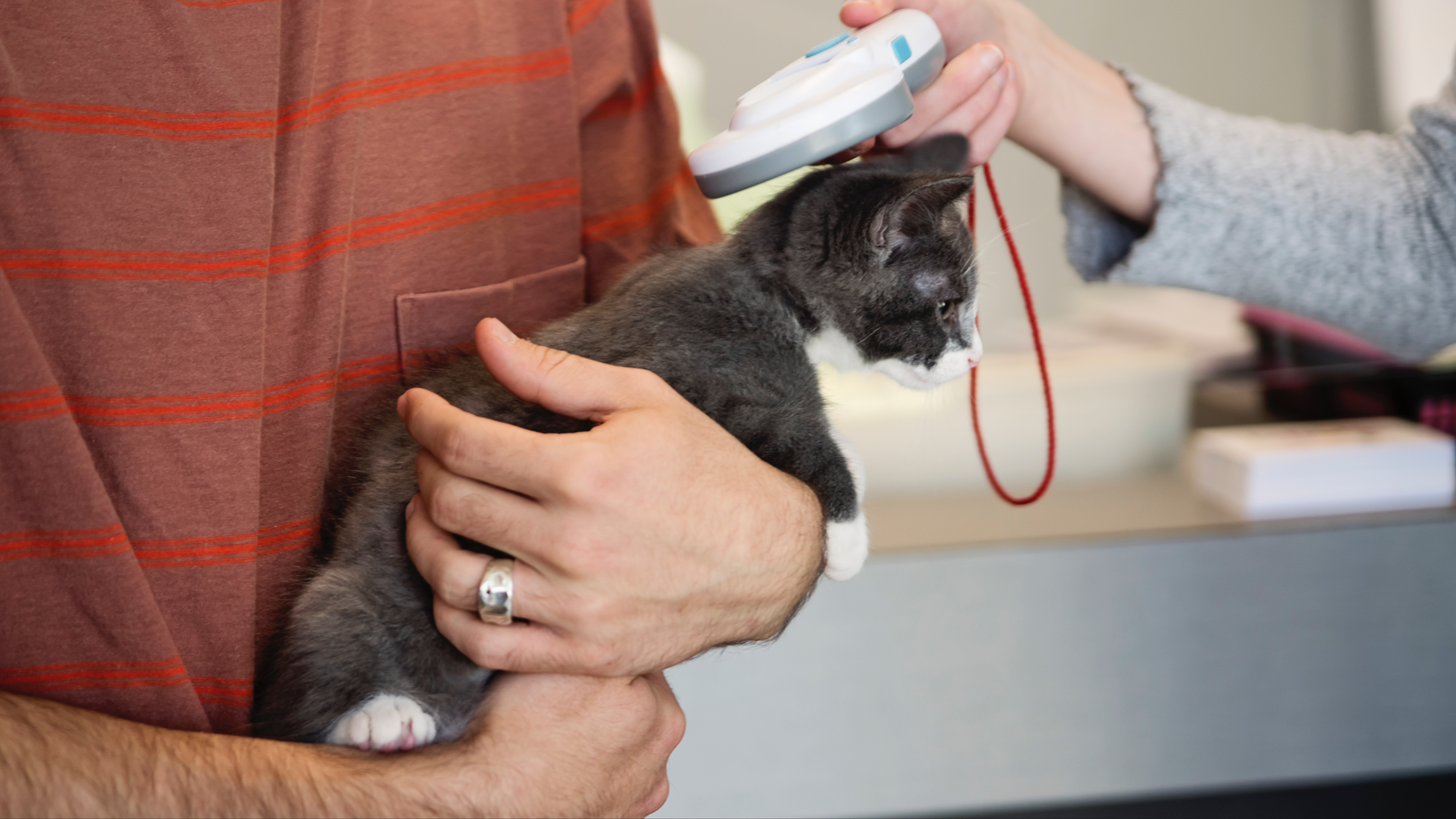 Reading kitten's microchip