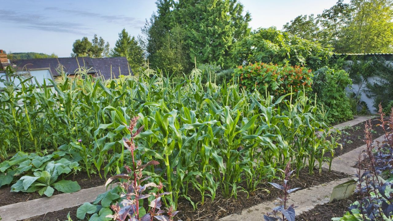 A vegetable garden growing sweetcorn