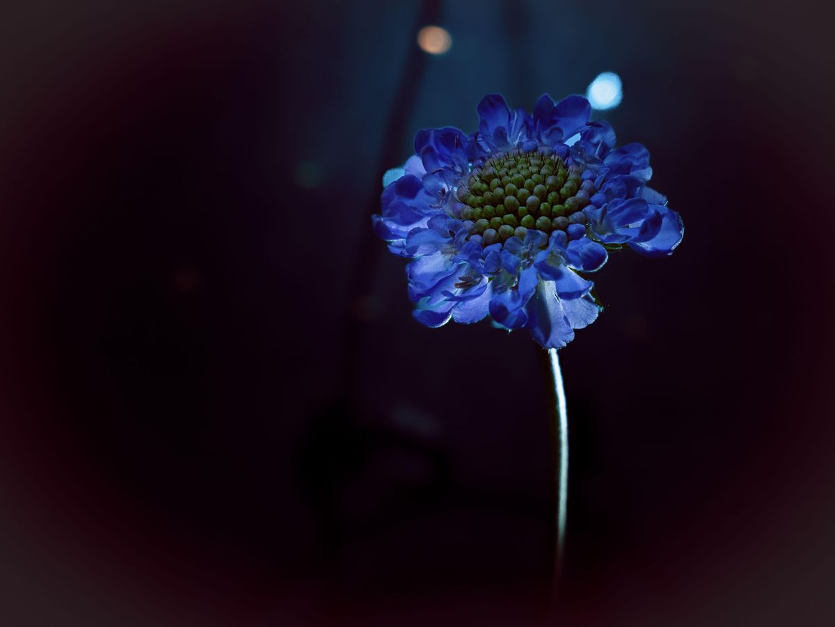 夜に咲く5つの花 ～より美しく香り立つ夜のために～