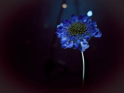 blue flower at night
