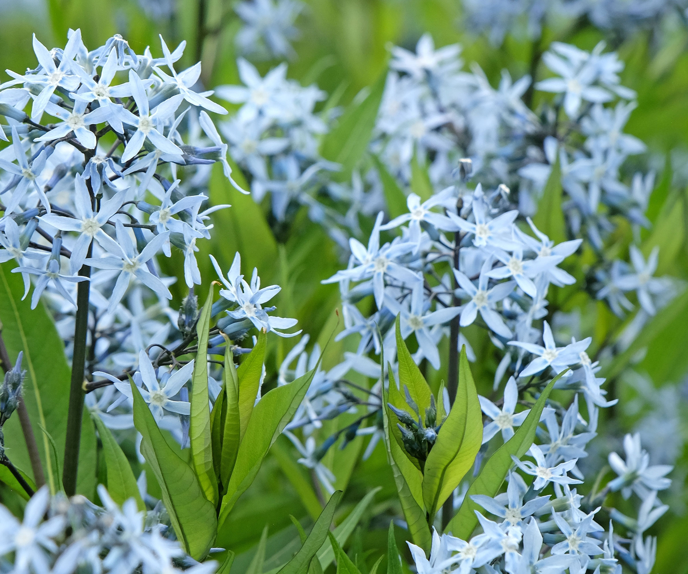 blue star amsonia plant with pale blue flowers