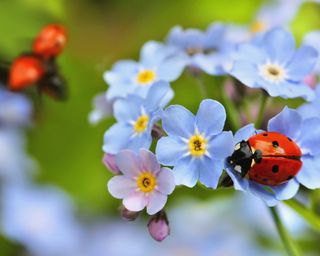 ladybird on forget-me-not flowers