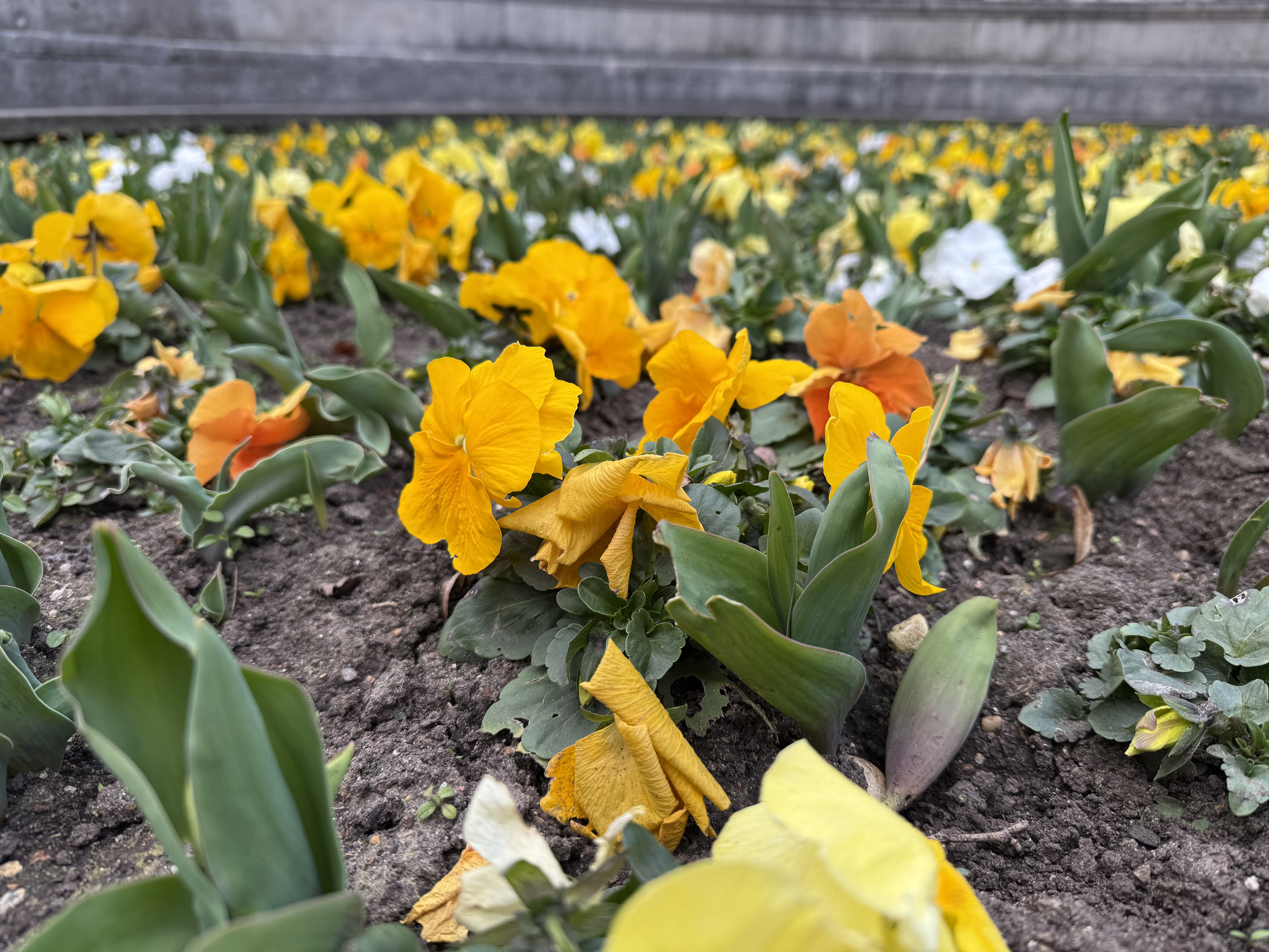 iPhone 16 Pro camera sample flowers macro