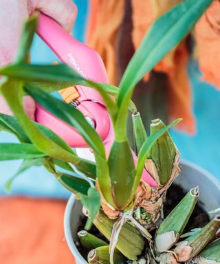 Dividing pseudobulbs on orchid