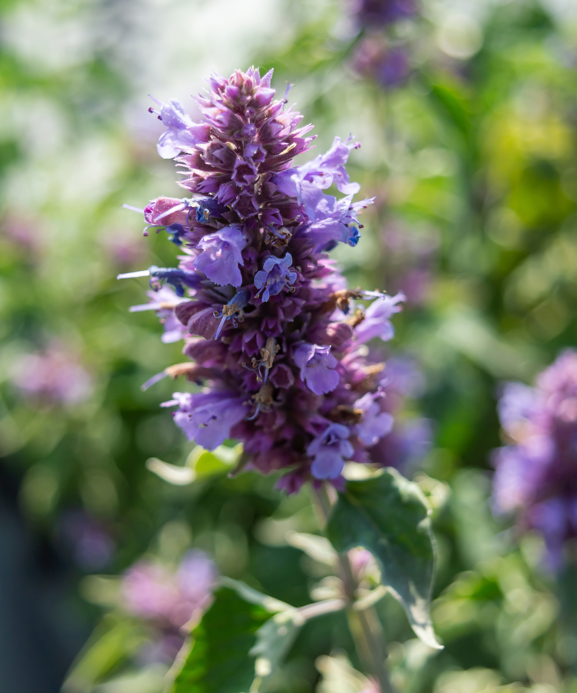 Blooming perennial blue flowers of Agastache mexicana "Blue Boa" close-up.