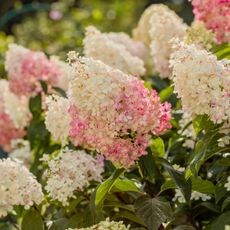 panicle hydrangea vanille fraise showing pink and white flowerheads