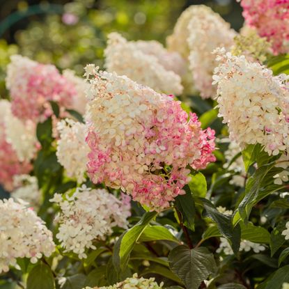 panicle hydrangea vanille fraise showing pink and white flowerheads