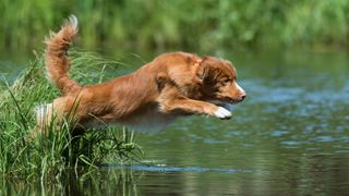 Nova Scotia Duck Tolling Retriever jumping into water