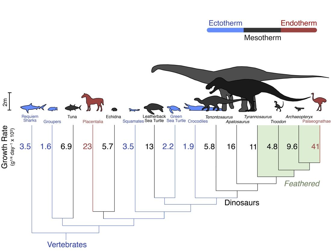 Warm or Cold? Dinosaurs Had 'In-Between' Blood | Live Science