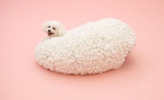 Woolly sheep-like playhouse for a Bichon Frise