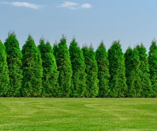 A row of arborvitae trees under a blue sky