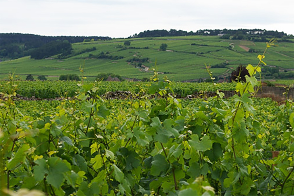 Credit-Domaine-de-Courcel.jpg