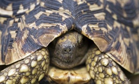 Giant tortoises Bibi and Poldi (not pictured) are calling it quits after a 115-year long relationship â€” because Bibi reportedly bit a piece of Poldi&amp;#039;s shell off.