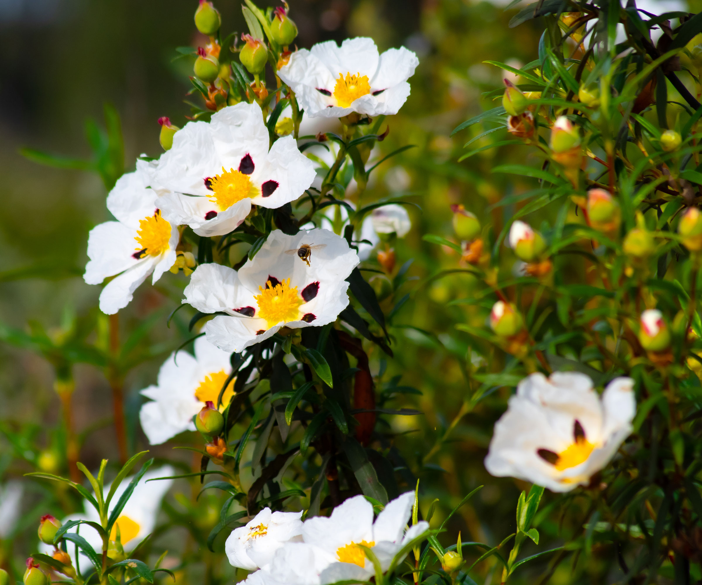 white and yellow flowers of cistus