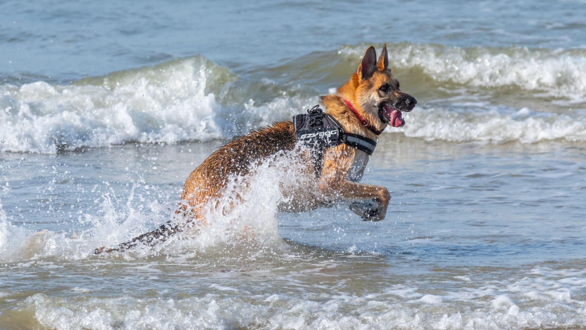 German shepherd dog playing in sea