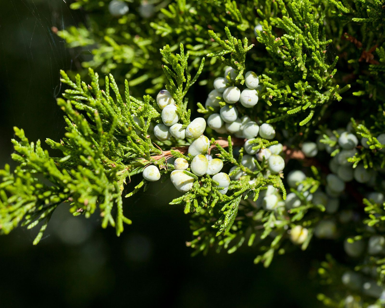 Best backyard trees 10 choices for yards big or small Gardeningetc