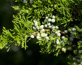 Eastern red cedar (Juniperus virginiana)